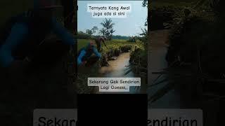 Ternyata Kang Awal juga sedang mancing di sini #mancing #mancingmania #mancingdisungai