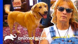 Abandoned Dog Becomes Bed and Breakfast Host  Pit Bulls & Parolees