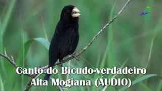 Canto do Bicudo-verdadeiro Alta Mogiana ÁUDIO