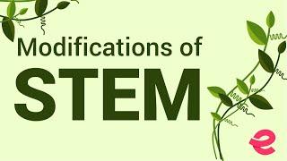 What Are the Modifications of the Stem?  Biology  Extraclass.com