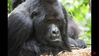 A tribute to the gorillas of Rwanda on World Gorilla Day
