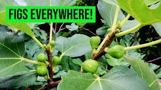 Fig Forest Update 500 Figs on ONE TREE? More on Plant Hormones Sunlight Requirements & Hardiness