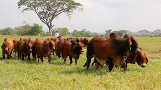 GANADERÍA SAN RAFAEL POTENCIA DEL BRAHMAN ROJO Y CRUCES