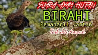  Suara Mp3  Suara Ayam Hutan Betina Birahi Pikat Terbukti Ampuh