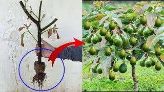 Grow Avocado plant from seed at home  How to cuttings avocado to grow 100%