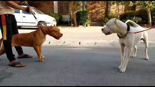Pitbull vs Dogo argentino
