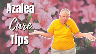 Azalea Care Tips  How to Plant Azaleas