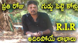 ప్రతి రోజు గుడ్డు పెట్టె కోళ్లు  RiR layer Chiken Farm  Sreekaram Farming