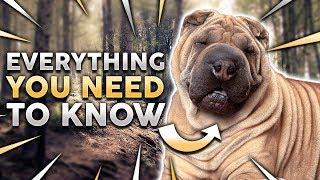 CHINESE SHAR PEI 101 Everything You Need To Know About Owning a Chinese Shar Pei Puppy