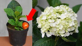 Surprising Uses Of Tomatoes With Hydrangeas Tips To Have A Beautiful Hydrangea Pot