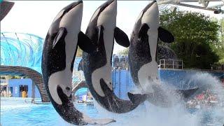 Orca Encounter Full Show - SeaWorld Orlando - April 8 2021