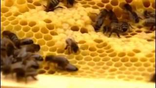 beginner  beekeeper. beekeeping course and first hive