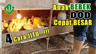 CARA AGAR ANAK BEBEK CEPAT BESAR