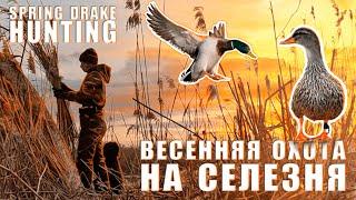 Охота на селезня с подсадной уткой 2024  Hunting a drake with a decoy duck 2024