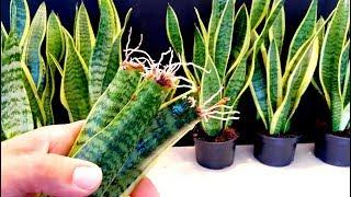 How to Propagate a Snake Plant very easy  Sansaveria