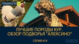 Лучшие породы кур. Обзор подворья Алексино \\ Питомник породистых кур