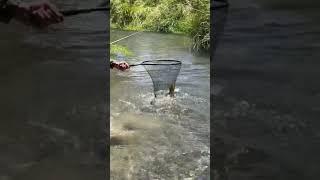 A wild New Zealand brown trout eating Ronan Creane’s Kiwi Dun #dryfly #newzealand