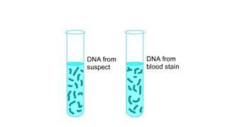 DNA fingerprinting Animation
