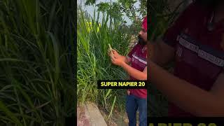 दूध की नदियां बहाने वाला हरा चारा  9350352605 7015842336 7015994965 #shorts #farming