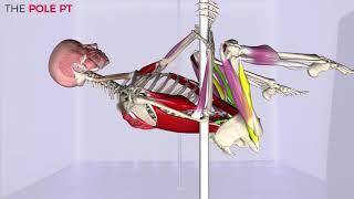 Pole Anatomy - pole invert the muscles anatomy and biomechanics of pole