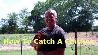 HOW TO CATCH A CHICKEN Without Running Around Like An Idiot