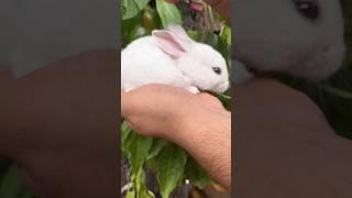 Funny and cute baby bunny rabbit videos  cute bunny  baby bunny  funny bunny videos 