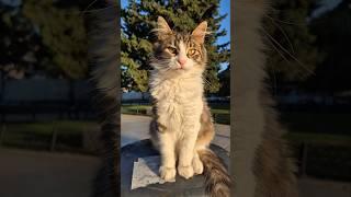 A very cute street cat with a pink nose.