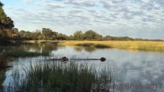 Two lions attacked by crocodile