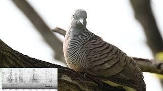 Calls of a Zebra Dove