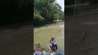 Action Tegek Shimano ZV 550 #shorts #mancing #mancingnilem #fishing #nilem #mancingmania