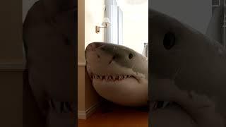 A SHARK BROKE INTO MY HOUSE