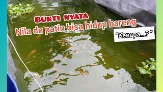 bolehkah NILA dan PATIN dicampur satu kolam..? ini jawabanya