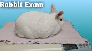 RABBIT EXAM  Exotic Rabbit Veterinarian Clinic