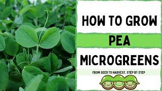 How to Grow Pea Microgreens   Full Walk-through   Speckled Pea   On The Grow