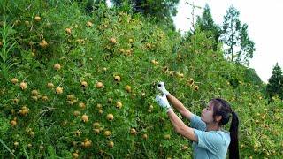 Rosa Roxburghii Reine Wildfrüchte auf dem Guizhou-Plateau