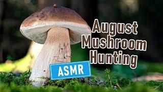 RELAXING Mushroom Hunting ASMR  Foraging Mushrooms in August 2024  Boletus edulis and other FUNGI