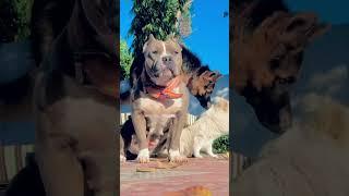 white and black Pitbull most dangerous  #attitude_whatsapp_status