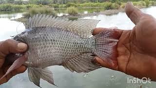 mancing ikan nila babon ..yg gampang dan asik...Medan