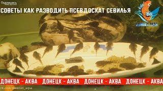 как разводить псевдоскат севилья The Complete  Fish Life Cycle akvaarioissa akvaariumi kalad