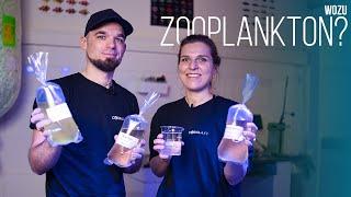 Zooplankton in der Meerwasseraquaristik  Einsatzgebiete & Nutzen  Coralaxy