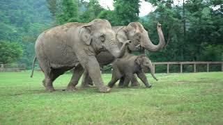 Elephants Run To Greeting The Newly Rescued Baby Elephant Chaba