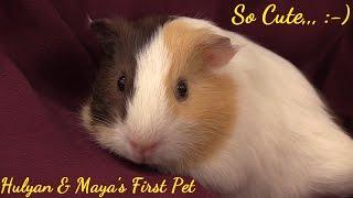 Family Toy Channel Hulyan & Mayas New PET. 2 Month Old Guinea Pigs...