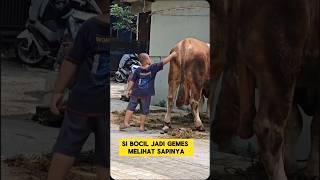 momen lucu ketika bocil gemes melihat sapi kurban bikin ngakak ‼️ ‼️‼️ #lucu #sapi #kurban #iduladha