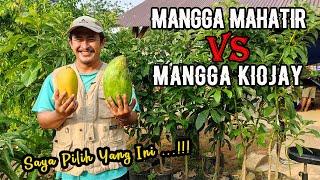 Mangga Mahatir vs Mangga Kiojay  Rasa Mangga Jumbo 