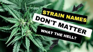 Why Strain Names Dont Matter Anymore