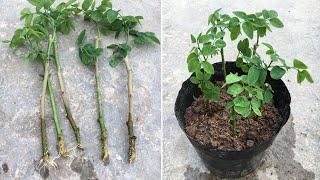 How to grow katuk from cuttings with water fast and easy