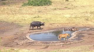 Buffalo Protects Fallen Brother  Kruger National Park