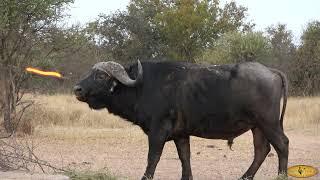 Bowhunting Cape Buffalo - 10 Bowhunts