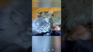 Зеленоглазые АэлитаМираРыжикиТЁма - Green-eyed Aelita Mira Ryzhiki and Tyoma #siberian_cats
