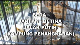 GT-PB #15 Kampung Penangkaran Burung. Cara Membedakan Jantan Betina Jalak Putih